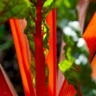 Swiss Chard